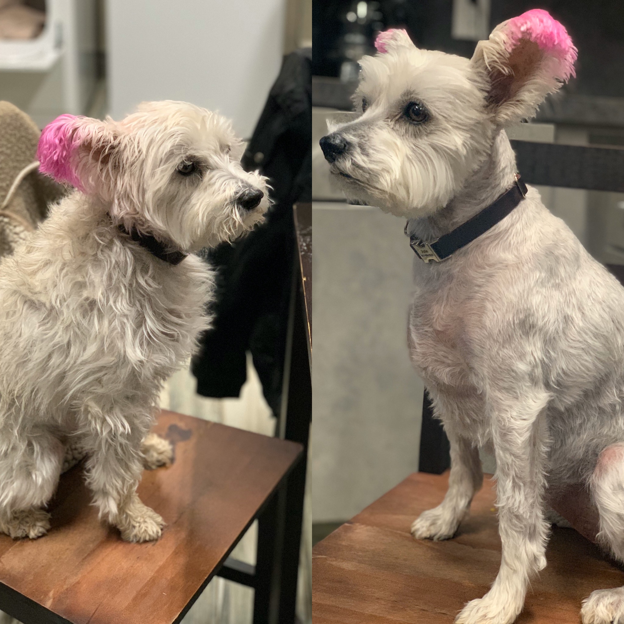 freshly groomed dog with pink ear hair