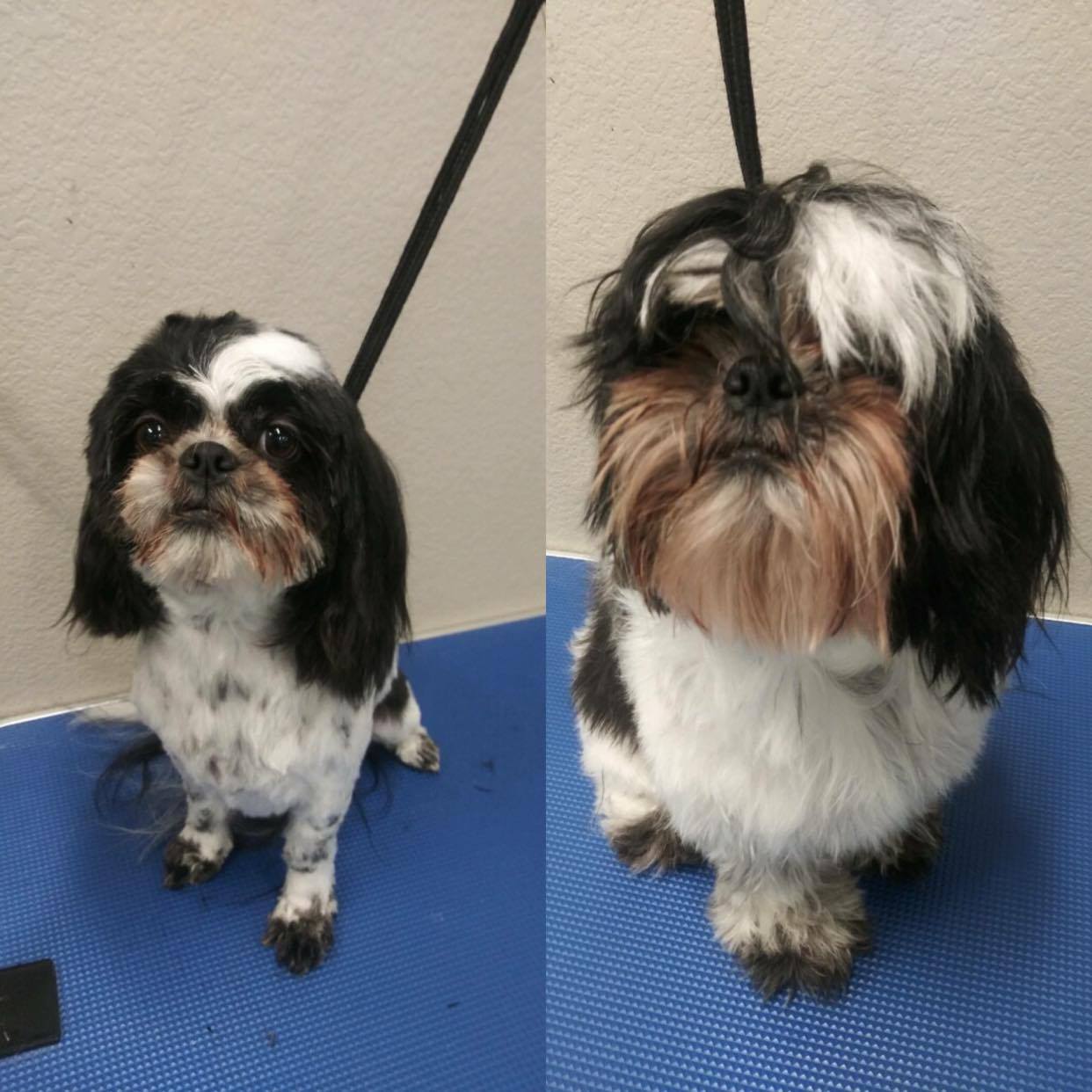 dog grooming - before / after