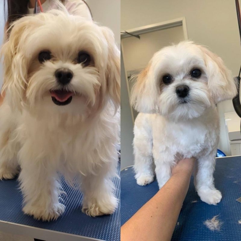 dog grooming before after