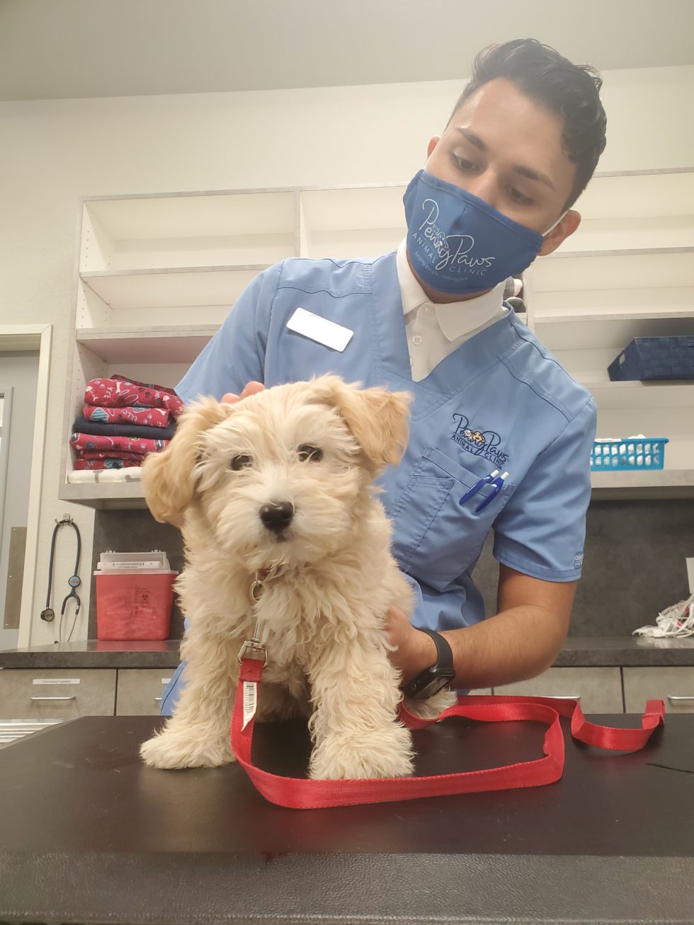 7 Ways to Reduce Vet Visit Stress - Penny Paws