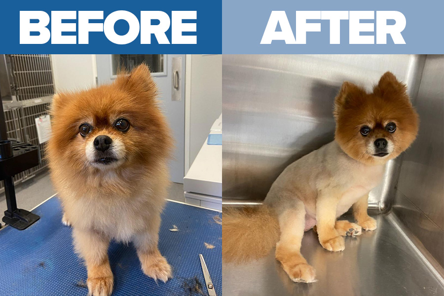 dog grooming before after