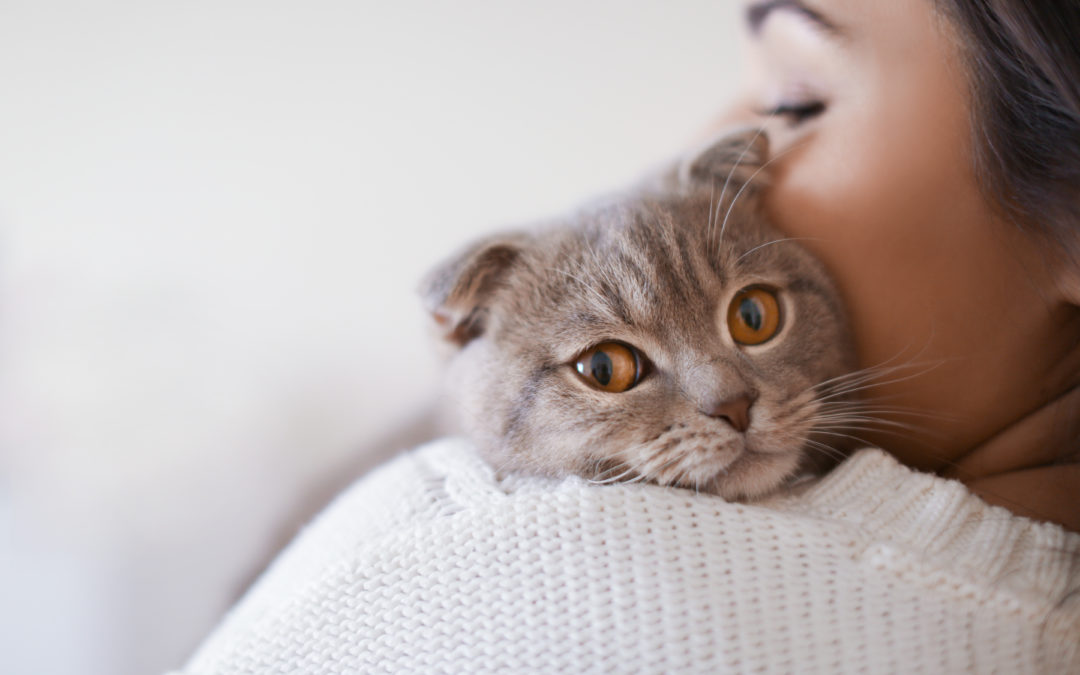 Six Ways To Help An Anxious Cat