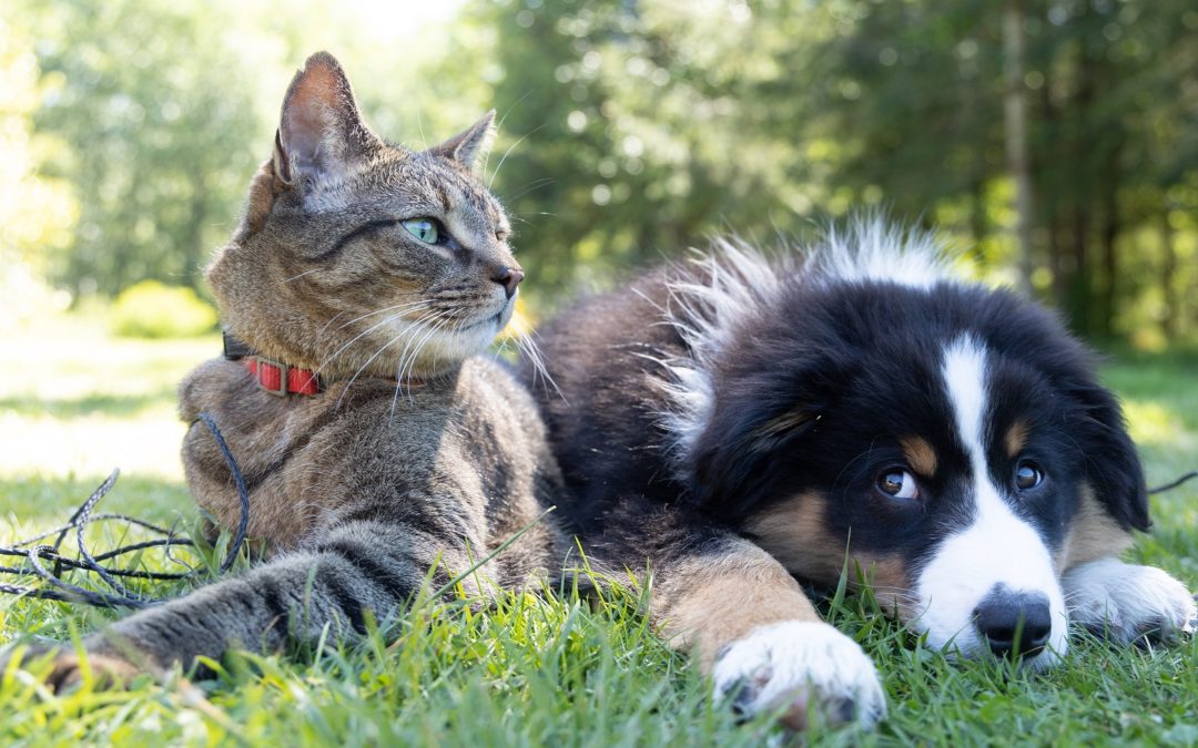 5 Myths About Vaccinating Your Pets