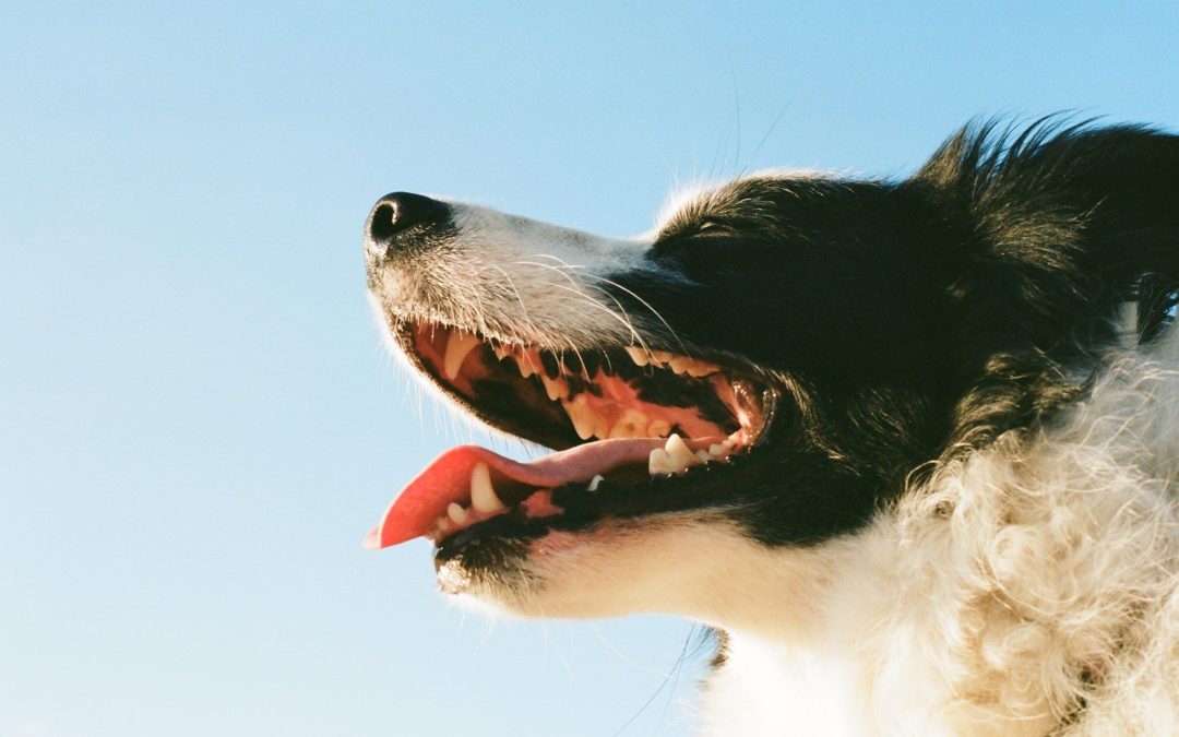 5 Reasons to Get Your Dog’s Teeth Cleaned Today!