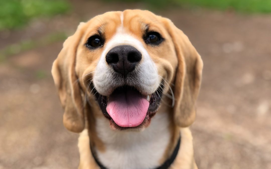 Is Your Dog Happy? Insights into the Minds of Dogs