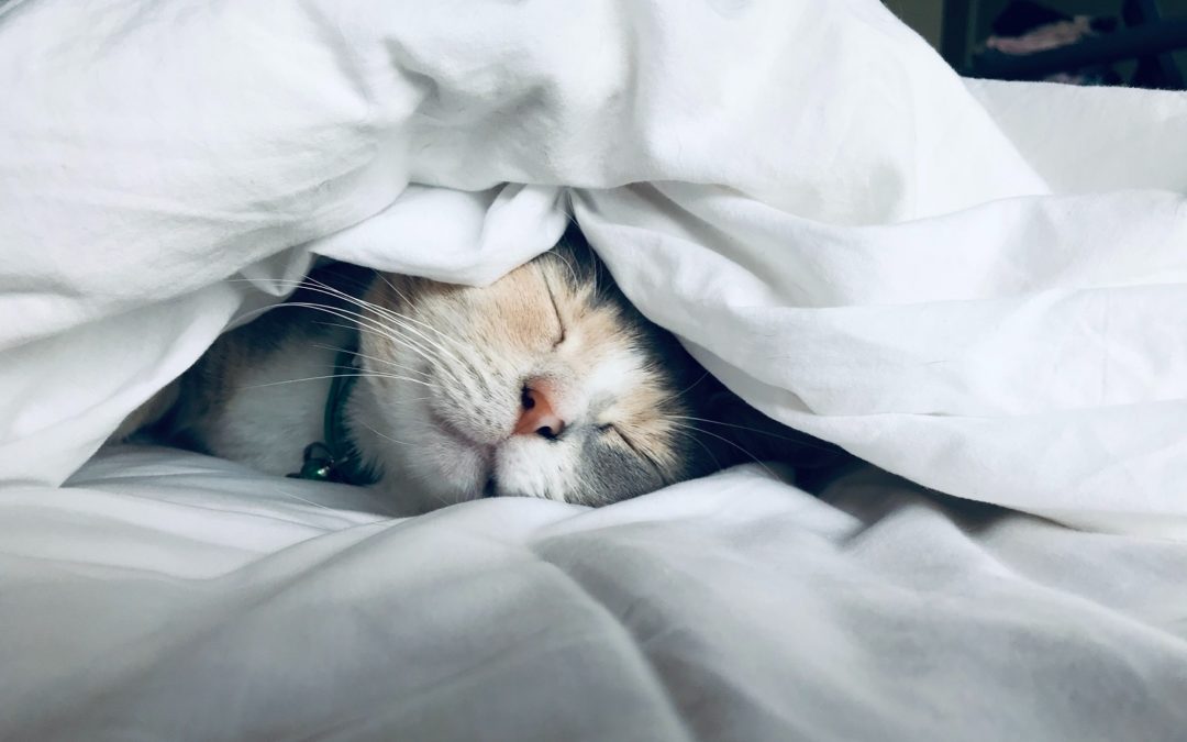 Cat under the covers