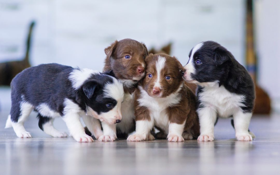 Vaccination Schedule for Puppies