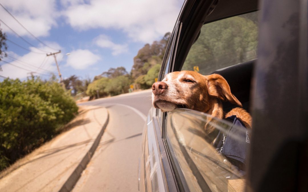 Tips and Tricks for Traveling with Your Pet