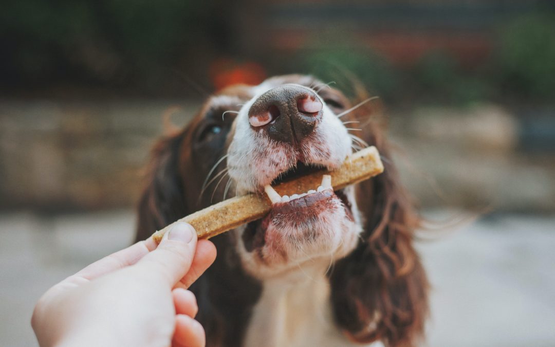 What Foods to Avoid Giving to Your Dog