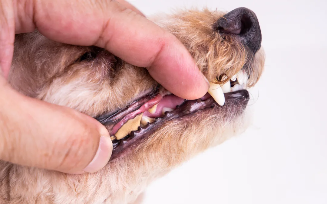 Why Pet Dental Care Is So Important!