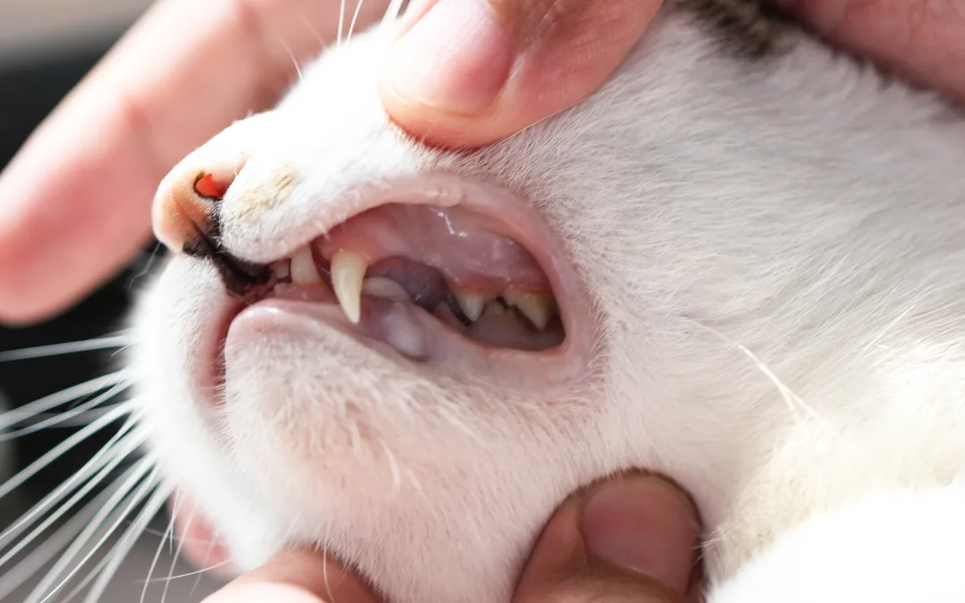 Is Cat Dental Care Necessary?