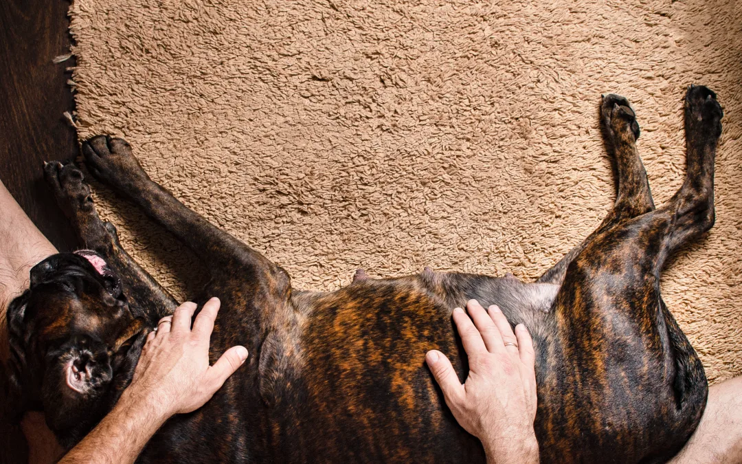 How Can I Tell if My Dog Is Pregnant?