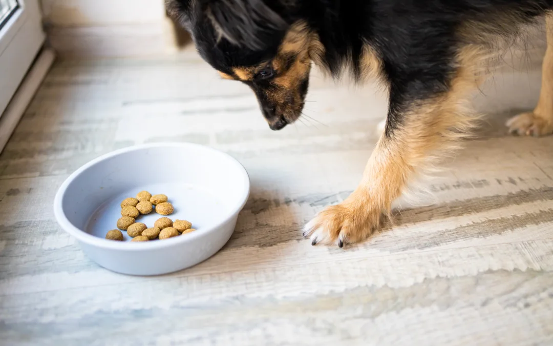 8 Reasons Your Dog Isn’t Eating