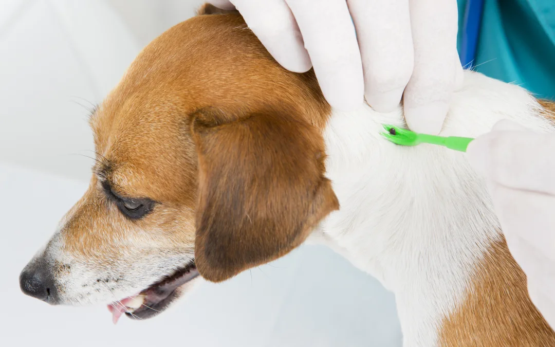 What To Know About Lyme Disease In Dogs