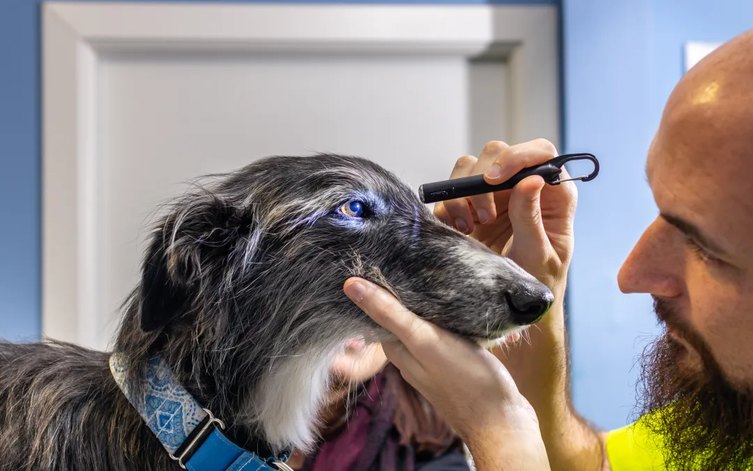 9 Common Eye Conditions in Dogs