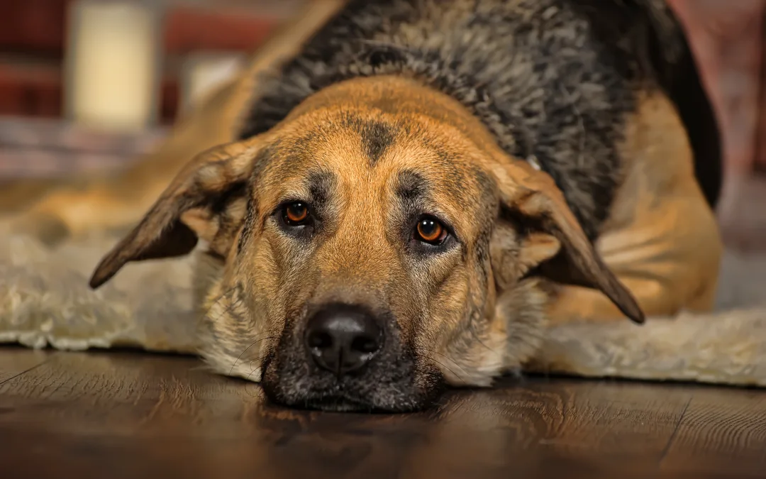 How Do You Know If a Dog Is in Pain?