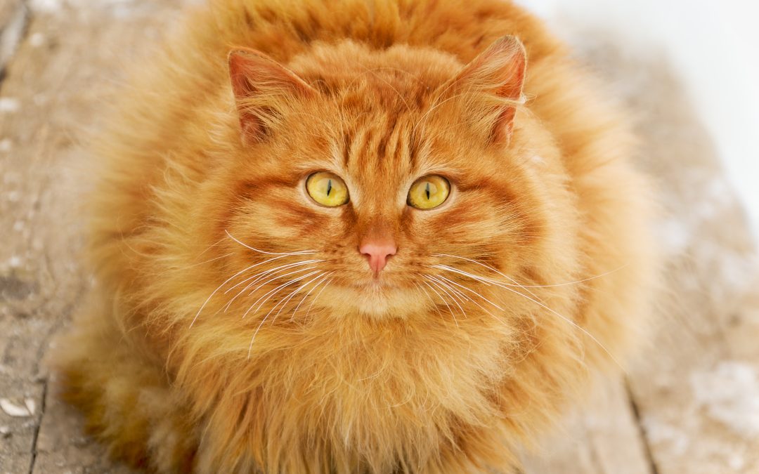 Why Is My Cat Over-Grooming and How to Stop It