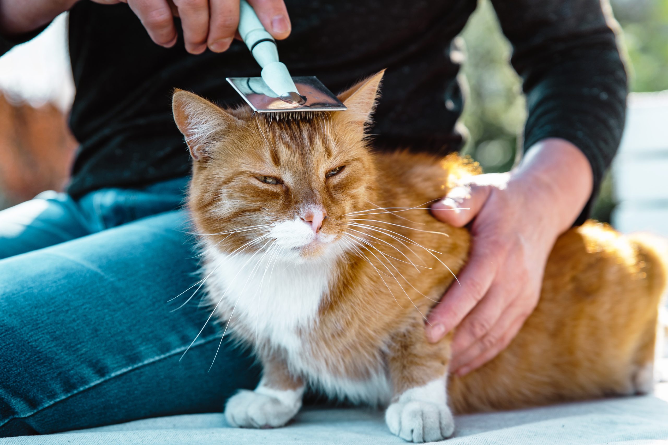The Best Ways to Care for an Older Cat - Penny Paws