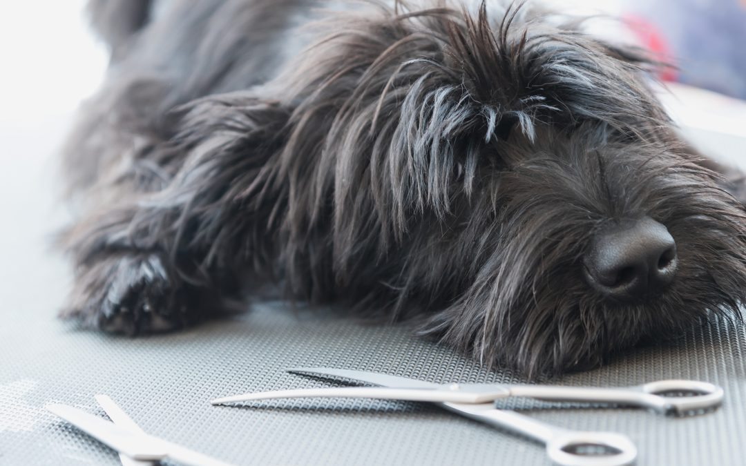 How to Calm Your Dog for Grooming