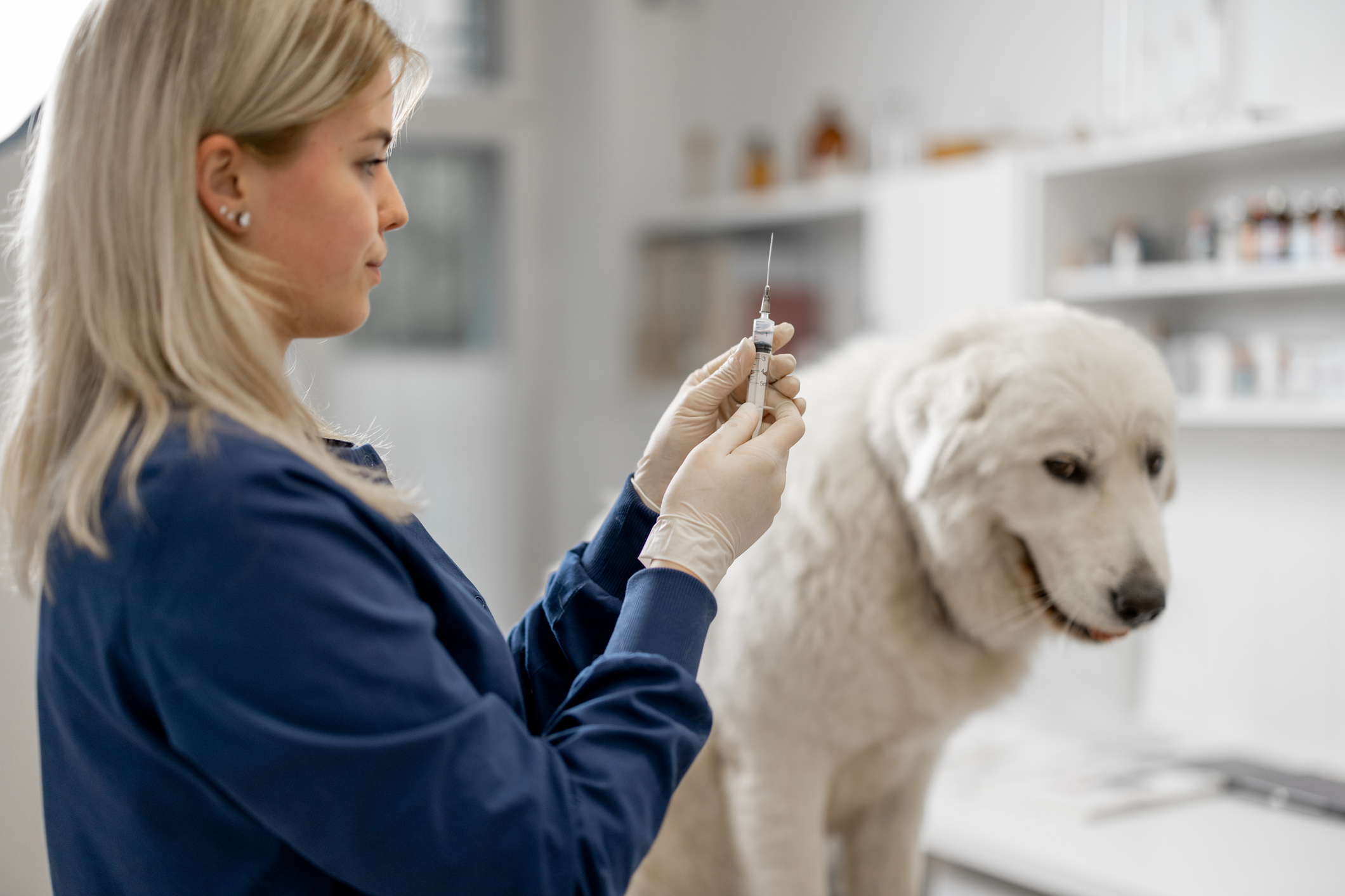 Dog Behavior Change After Rabies Vaccination: What to Expect