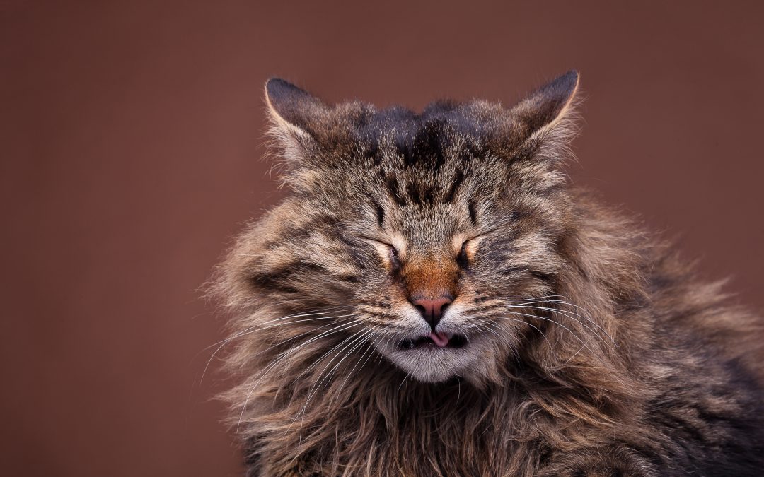 Seven Most Common Food Allergies in Cats 